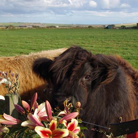 Carrig Lios Bed and Breakfast Thurso Buitenkant foto
