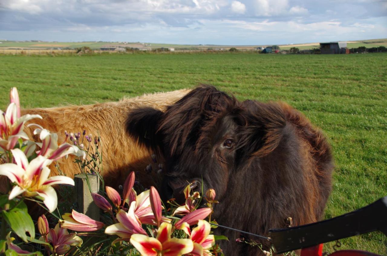 Carrig Lios Bed and Breakfast Thurso Buitenkant foto