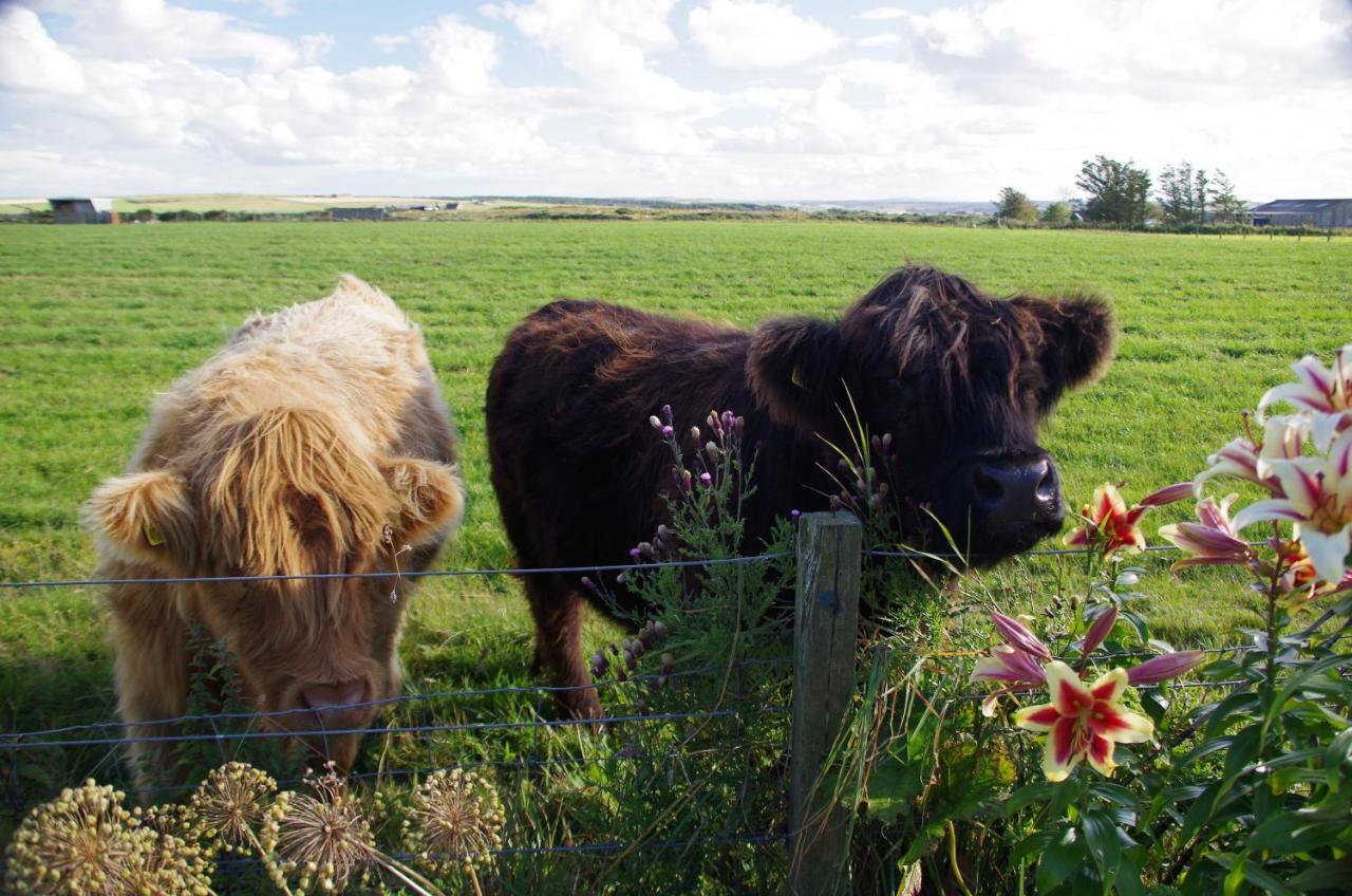 Carrig Lios Bed and Breakfast Thurso Buitenkant foto